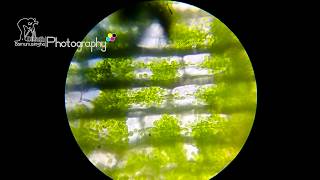 Cyclosis of Hydrilla Leaf under light microscope [upl. by Mundt]