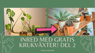 Stickling Aloe Vera och Inreda sitt hem med gratis krukväxter Del 2 [upl. by Ttenrag]