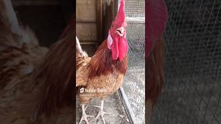 Adorable Rooster Crowing Sounds  Amazing Rooster Crowing Loudly  shorts🐓💕 [upl. by Ecadnak]