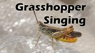 Grasshopper Singing  Insects  Micro Monster  Relaxing Nature Sounds [upl. by Gaves]