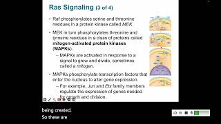 Signal Transduction 4 Enzyme Coupled Receptors [upl. by Aenat206]