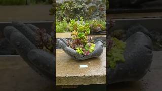 Gloves 🧤 into Planter DIY planter terrarium diy [upl. by Diella576]