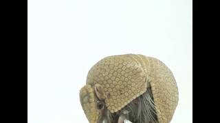 Three banded armadillo [upl. by Anaerdna]