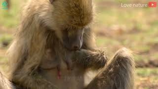 15 Painful Moments Baboon Fights Evil Crocodile To Rescue His Baby From Death wanimalus [upl. by Anerec]