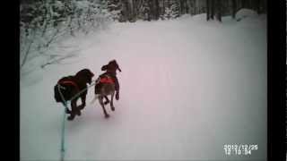 skijoring with 2 dogs in sweden [upl. by Munson356]