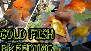 How to breed Gold fish  LIVE AQUARIUM [upl. by Eiznekcm]