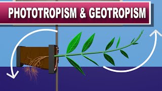 Phototropism and Geotropism [upl. by Justen]