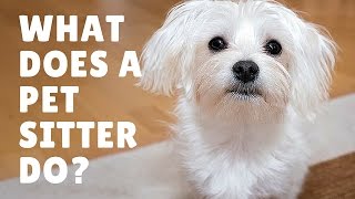 What Does A Pet Sitter Do [upl. by Alig]