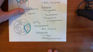 Introduction to Nicotinic Acetylcholine Receptors Part 4 [upl. by Darrell]