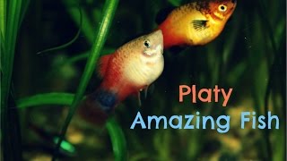 Platy Amazing Fish [upl. by Aneeles]