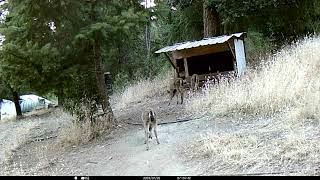 Different View of 3 Fawn Followed By Their Mother 9 Minutes Later 2nd Camera View [upl. by Oppen906]