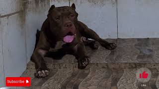 pit monster smokey zilla lekthebestkennel [upl. by Neffets]