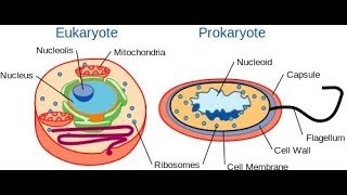 Microbiology of Eukaryotes Fungi Part I [upl. by Cusack]