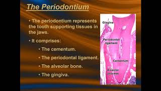 Cementum  Lecture 5 [upl. by Tiffanle803]