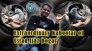 Extraordinary Kabootar of Ustad Ijaz Dogar [upl. by Brindle467]