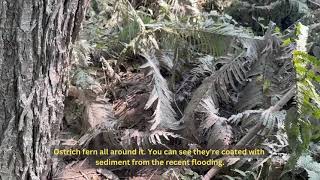 A floodplain forest undergoing restoration on a Vermont farm [upl. by Fatima]