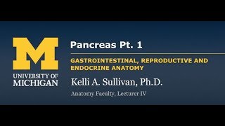 Endocrine System Pancreas Pt1 [upl. by Eaton]