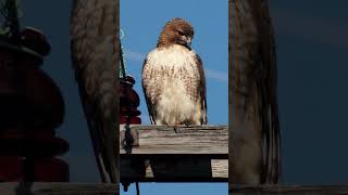 Redtailed Hawk Sounds Video Bird of Prey Nature Sounds [upl. by Ydnirb99]