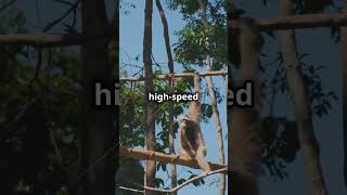 🐒MindBlowing Gibbon Facts You Didnt Know [upl. by Arodnap]