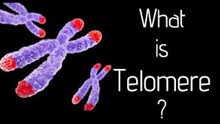 What is telomere [upl. by Sib159]