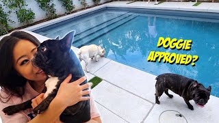 DOGS REACT TO THE NEW HOUSE Do they approve [upl. by Amerigo]