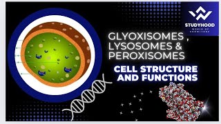 Peroxisomes  Glyoxisomes  Lysosomes  Cell structure and functions  MDCAT biology [upl. by Cirdla]