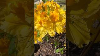 Sommerazalee „Goldlack“ garden flowers azalea rhododendron blüten yellow beautiful colors [upl. by Alister287]