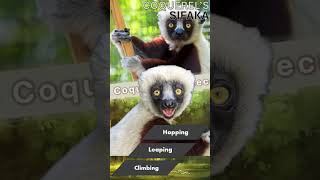 Coquerels Sifaka Ranking wildlife animals monkey facts [upl. by Paulsen]