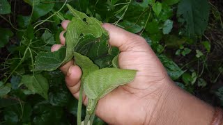 যে চর্ম রোগ ভালো হয় না সেই সমস্ত চর্মরোগ ও ভালোহবে। এই গাছের গুন দেখে আপনি অবাক হবেন। [upl. by Waxler862]