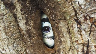 Devoted Hornbill Delivers Food To Mate  Planet Earth III  BBC Earth [upl. by Broida]