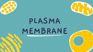 Plasma Membrane [upl. by Arondel]