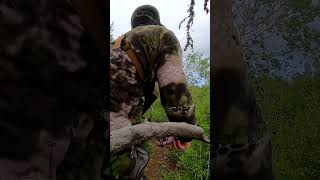 Baited Black Bear Arrowed At 11 Yards [upl. by Acinomahs739]