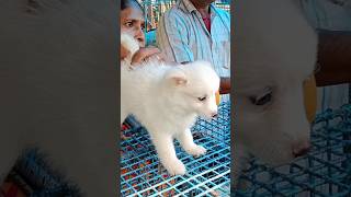 Very cute German Spitz puppy for Rs 4900Kolkata pet market Galiff Street Recent puppy price list [upl. by Zackariah]