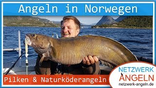 Pilken und Naturköderangeln in Norwegen So fängt man Dorsch Seelachs Leng Lumb und Seehecht [upl. by Arlie]