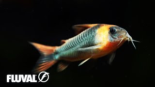 Corydoras  Species Overview and Care Tips [upl. by Isoais]