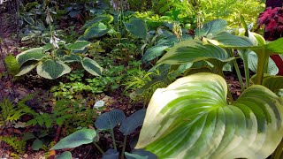 🍃 Hosta Garden Tour – A Lot of Amazing Hostas Varieties 🍀🌿 Shade Garden in zone 4 🍀 [upl. by Justin]