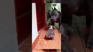 Pitbull Puppy and Dad Play Fight Together shorts puppy pitbull cutedogs dog [upl. by Yazbak]