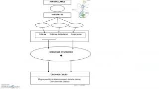 Le contrôle hypothalamo hypophysaire de la reproduction [upl. by Asta93]