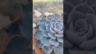 Echeveria Subsessilis quotMorning Beautyquot I Succulents Seduction shorts [upl. by Nnaul]