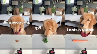 ASMR Dog Reviewing Different Types of Food  Tucker Taste Test 3 [upl. by Chick115]