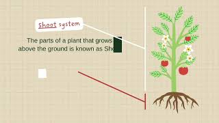 Parts of plant  Root System  Shoot System [upl. by Oly]