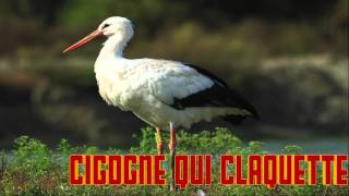 CIGOGNE qui CLAQUETTE le cri de la cigogne chant [upl. by Namyh63]