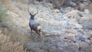 Mule Deer Fighting locking up falling off cliff [upl. by Aihsei]