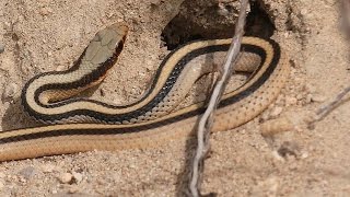 Western Patchnose Snake digging for insects [upl. by Nyhagen]