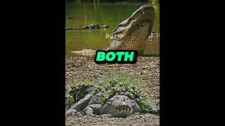 American alligator vs Mugger crocodile 1v1 alligator crocodile fyp animals viral shorts vs [upl. by Bucella]