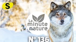 SUR LES TRACES DU LOUP No 136 [upl. by Annaid]