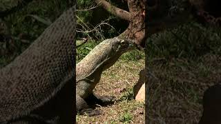 Giants Fascinating Facts About Komodo Dragons [upl. by Malinowski322]