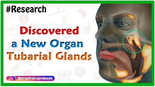 Researchers discovered a new organ in the Human body I Tubarial glands [upl. by Otilegna]