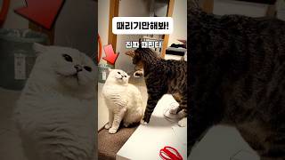 무서워서 때리겠니 노려보는 흰냥이 두려운 상대인가 cats catshorts 냥이 고양이 냥 고양이일상 [upl. by Ennyroc]