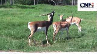 Blackbuck Antelopes Interacting Together in 1080P HD  by John D Villarreal [upl. by Samara]